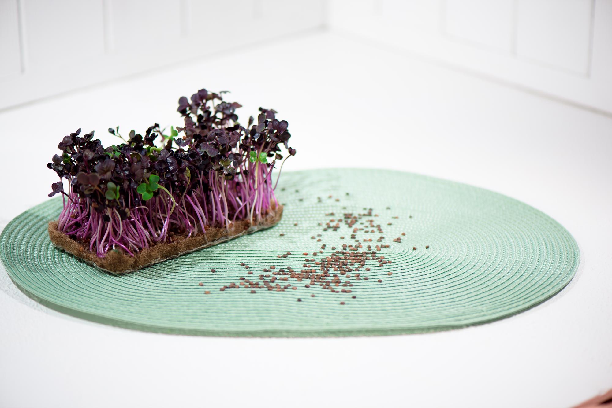 Small tasting portion on slate with microgreens